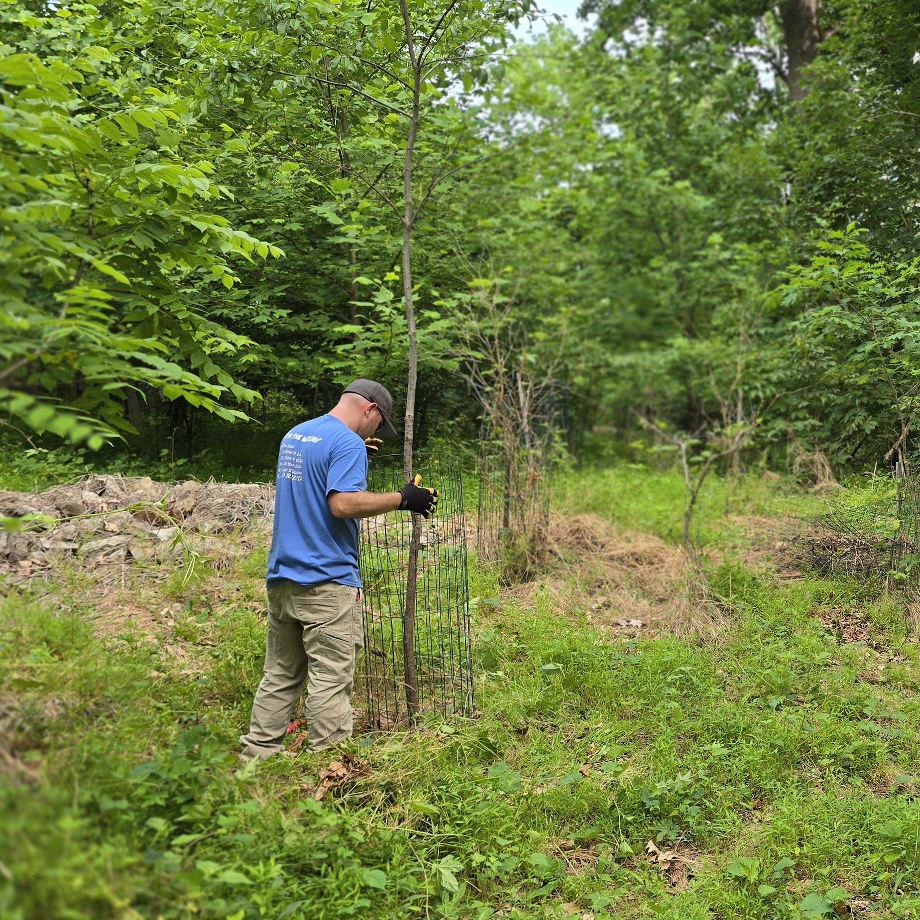 October 3rd - Free-a-Tree Volunteer Opportunity - logo